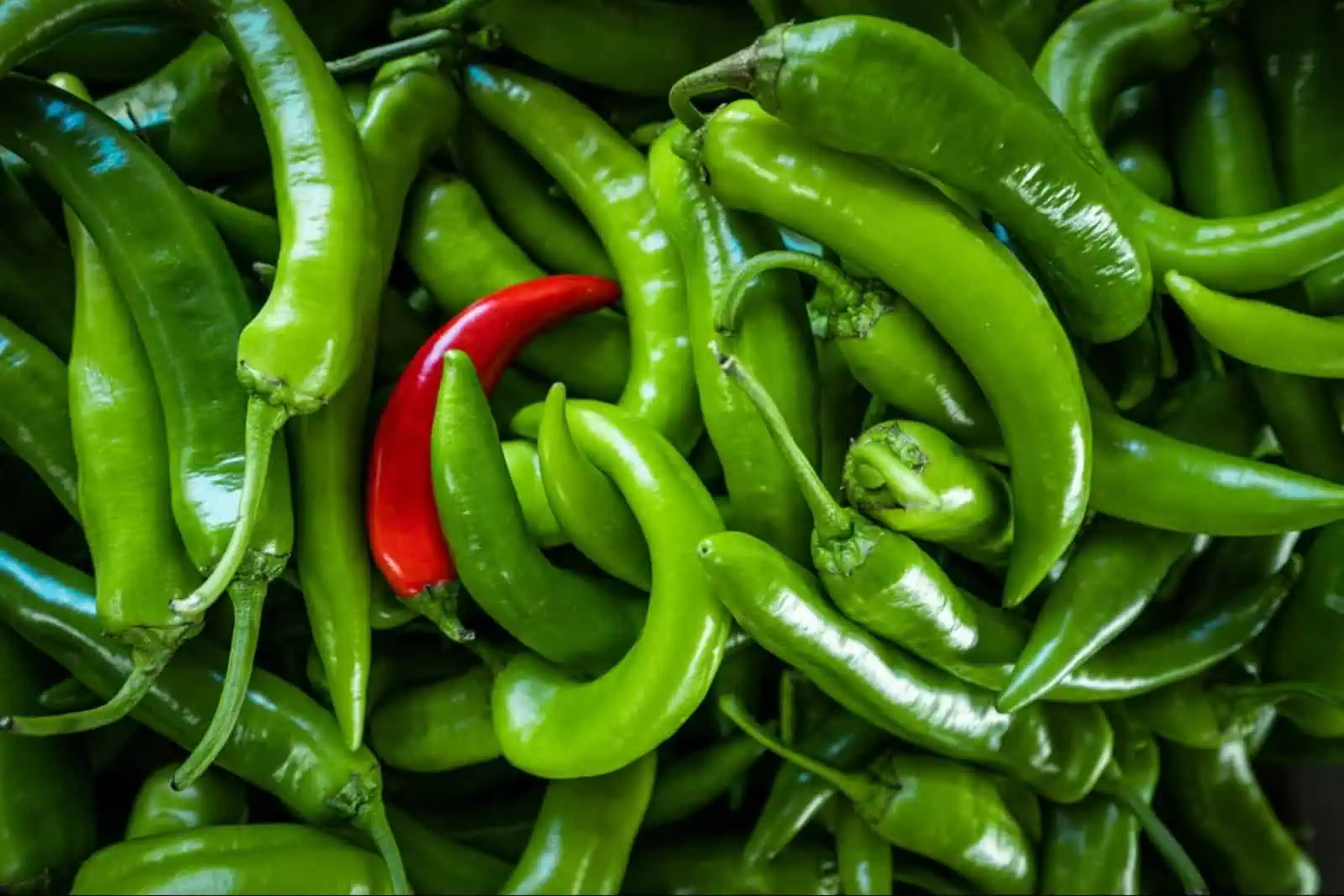 green chilli
