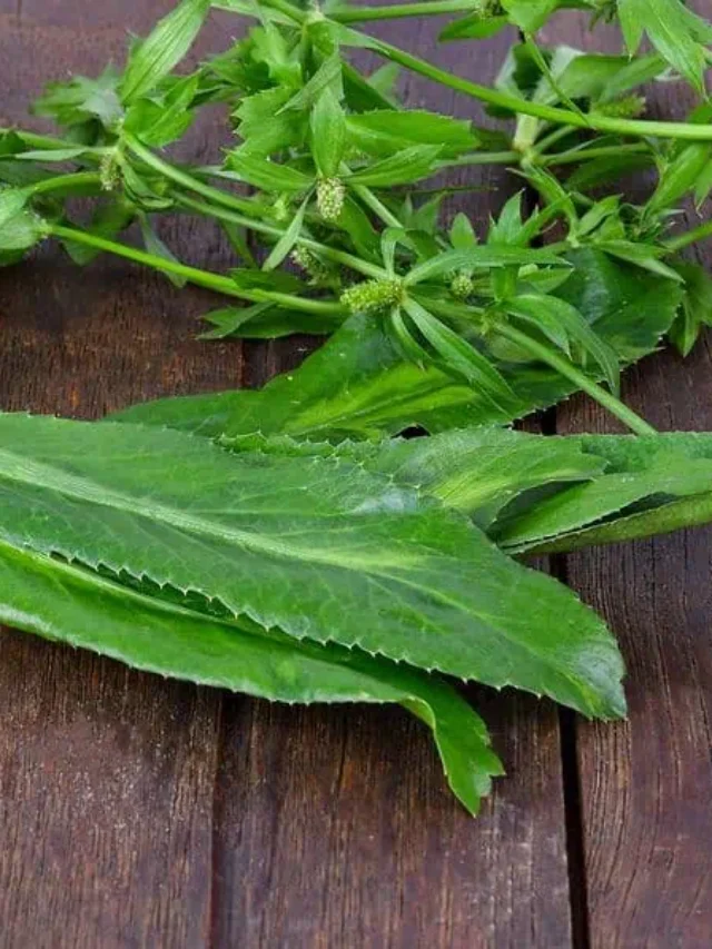 അറിയാം ആഫ്രിക്കൻ മല്ലിയുടെ ഔഷധ ഗുണങ്ങൾ