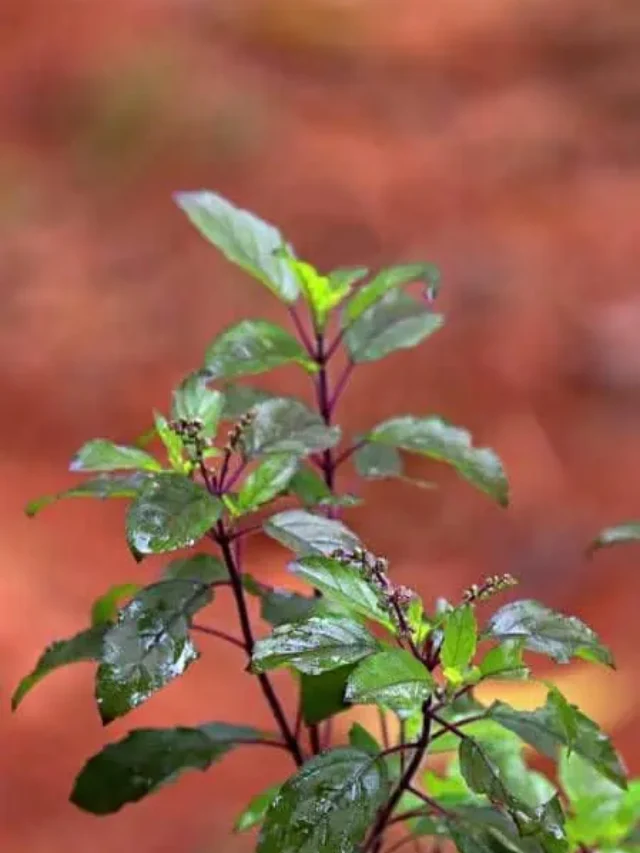 തുളസിയുടെ ആരോഗ്യ ഗുണങ്ങൾ